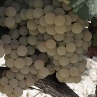 Bodegas vino Huelva - Bodegas Oliveros