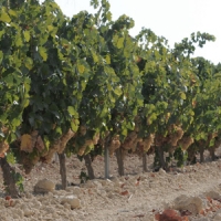 Bodegas vino Huelva - Bodegas Oliveros